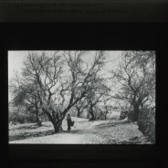 Böhl glass slide 60./1451